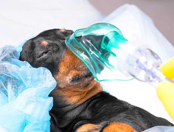 Portrait of dachshund with closed eyes in protective disposable surgical cap and anesthesia oxygen mask lies on operating table before complex procedure in hospital, close up